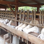 Salah satu peternakan domba yang ada di  Kabupaten Pasuruan.