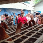 Menko Perekonomian Darmin Nasution saat berbincang dengan peternak telur.
