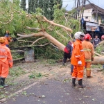 Petugas gabungan sedang membersihkan material pohon tumbang di Jalan Raya Oro-Oro Ombo