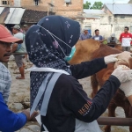 Petugas saat melakukan pengecekan gigi terhadap hewan ternak sapi. Foto: Ist.