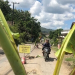 Jalanan di Jalan Raya Desa Sumberagung, Kecamatan Tulungagung, sepanjang 1,5 kilometer ditanami pohon pisang oleh warga setempat, Kamis (9/3/2023).