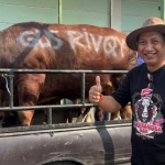 Sapi kurban yang disalurkan oleh kader PKB, Anggota DPR RI Dapil Lumajang - Jember, Rivqy Abdul Halim ke masyarakat dan pesantren