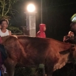 Petugas saat mengamankan salah satu sapi milik warga Dusun Darungan, Desa Ranu Gedang, Kecamatan Tiris, Kabupaten Probolinggo, yang hendak dicuri.