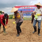 Wakapolres Pamekasan Kompol Andy saat melakukan penanaman bibit jagung secara simbolis.