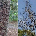 Ulat bulu yang menggerogoti pohon alpukat milik H. Faruq. Ulat-ulat itu mulai menyebar ke rumah-rumah karena tertiup angin.