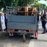 Petugas gabungan melakukan pemeriksaan pada hewan ternak yang masuk di perbatasan Kabupaten Lamongan
