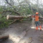 Petugas saat upaya evakuasi pohon tumbang