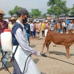 Tim dokter hewan melakukan penyemprotan disinfektan di pasar hewan, Desa Aeng Sareh, kecamatan Pangarengan, Kabupaten Sampang (dok. RRI)