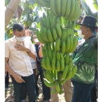 Inilah pisang cavendish. foto: Nur Qomar Hadi/ BANGSAONLINE
