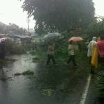 MELINTANG – Sebuah pohon tumbang dan melintang ke badan jalan ruas Surabaya-Sidoarjo,Jumat (23/1/2015) sore. foto istimewa

