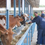 Program CSR Inovatif Si Pandu dan Desi yang digagas oleh PT PLN Nusantara Power UP Tanjung Awar-Awar ditempatkan di kawasan sekitar perusahaan Desa Wadung, Kecamatan Jenu, Kabupaten Tuban.