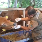 Petugas DKPP Pamekasan memeriksa kondisi sapi di salah satu tempat penjualan hewan kurban