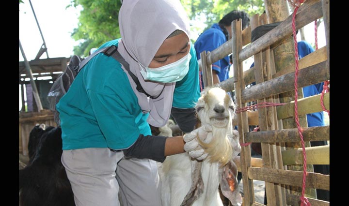 Petugas sedang memantau kesehatan hewan.