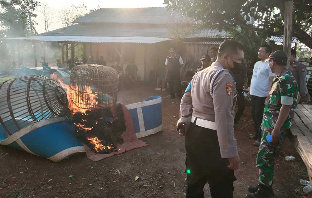 Polisi Gerebek Arena Judi Sabung Ayam di Panceng