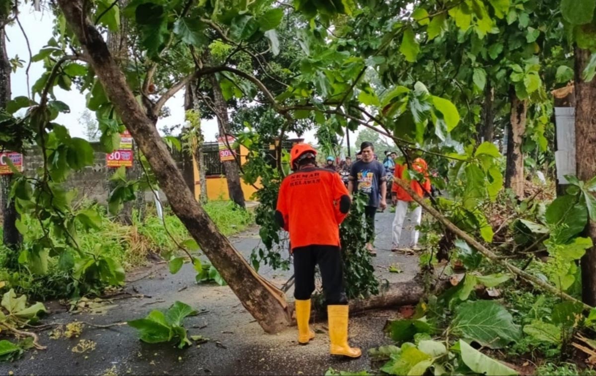 Hujan Disertai Angin Kencang Terjang Jombang Sejumlah Pohon Tumbang