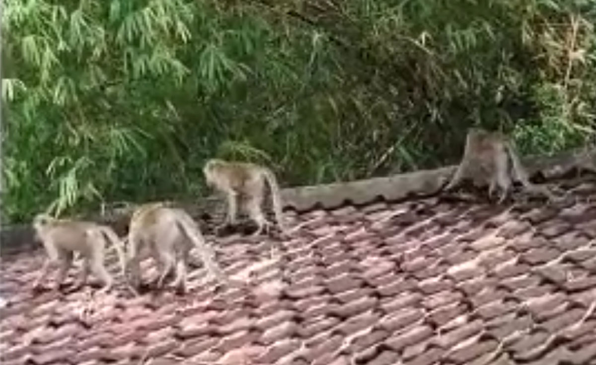 Kawanan monyet liar ekor panjang saat berada di atas genteng rumah warga di Kelurahan Sukorame, Kota Kediri. Foto: Ist.