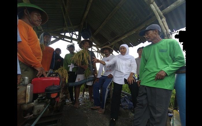 Khofifah Indar Parawansa saat menyambangi petani di Jombang. Foto: RONY S/BANGSAONLINE

