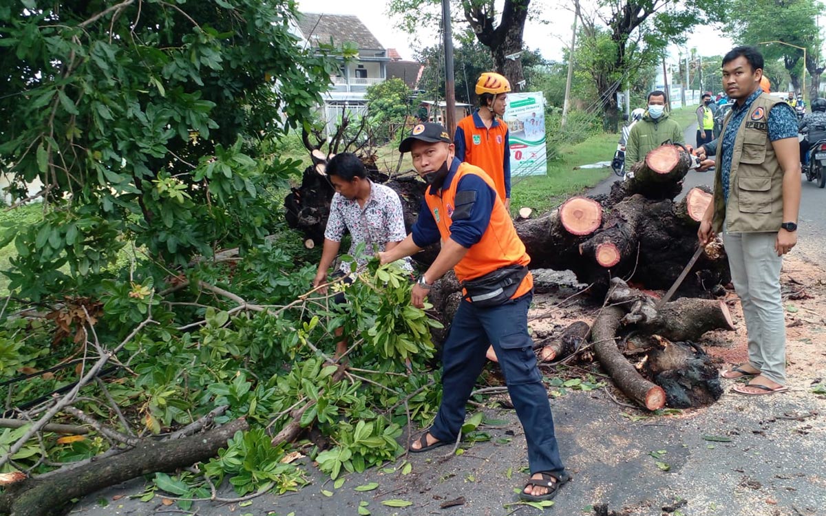 Petugas BPBD dibantu masyarakat memotong bangkai pohon tumbang yang menutupi jalan.