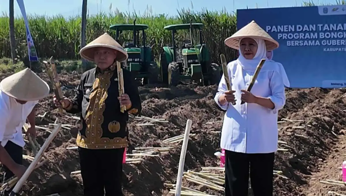 Dukung Swasembada Gula Nasional, Bupati Malang-Gubernur Khofifah Panen dan Tanam Tebu Serentak