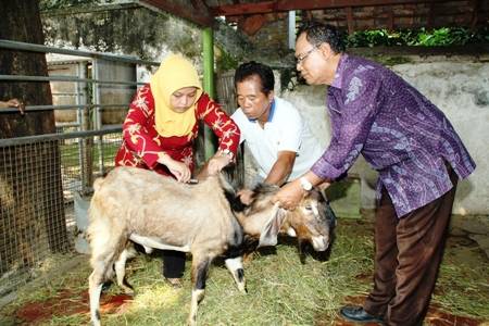 DP3 Sidoarjo Intensif Pantau Kesehatan Hewan Ternak