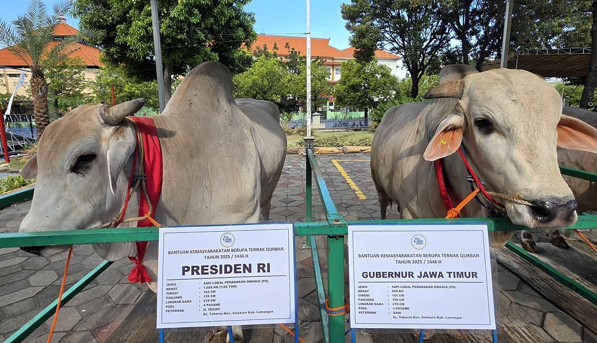 Kurban milik Presiden Prabowo dan Gubernur Khofifah.