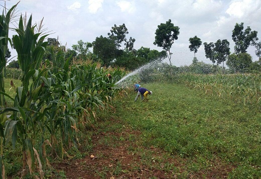 Petani kacang terpaksa menyiram tanah mereka dengan mendatangkan tangki air.
