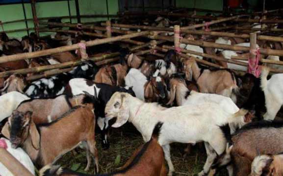 Membeli 1 ekor kambing untuk kurban satu keluarga