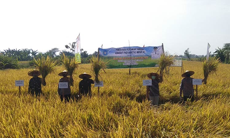 Tetap Survive di Masa Pandemi, Produksi Padi Lamongan Meningkat