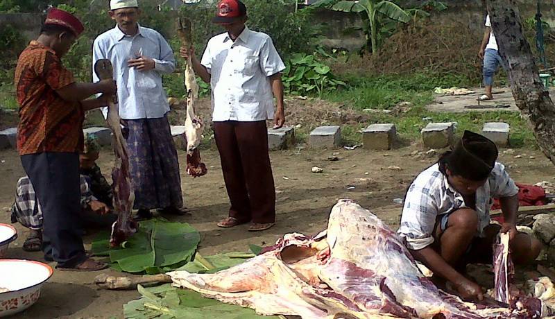 Ra Imam memenuhi nadzarnya dengan menyembelih sapi ketika Fuad Amin ditangkap KPK. Tampak Ra Imam berdiri (tengah) menyaksikan pekerja yang sedang memotong daging sapi. Foto: okezone 