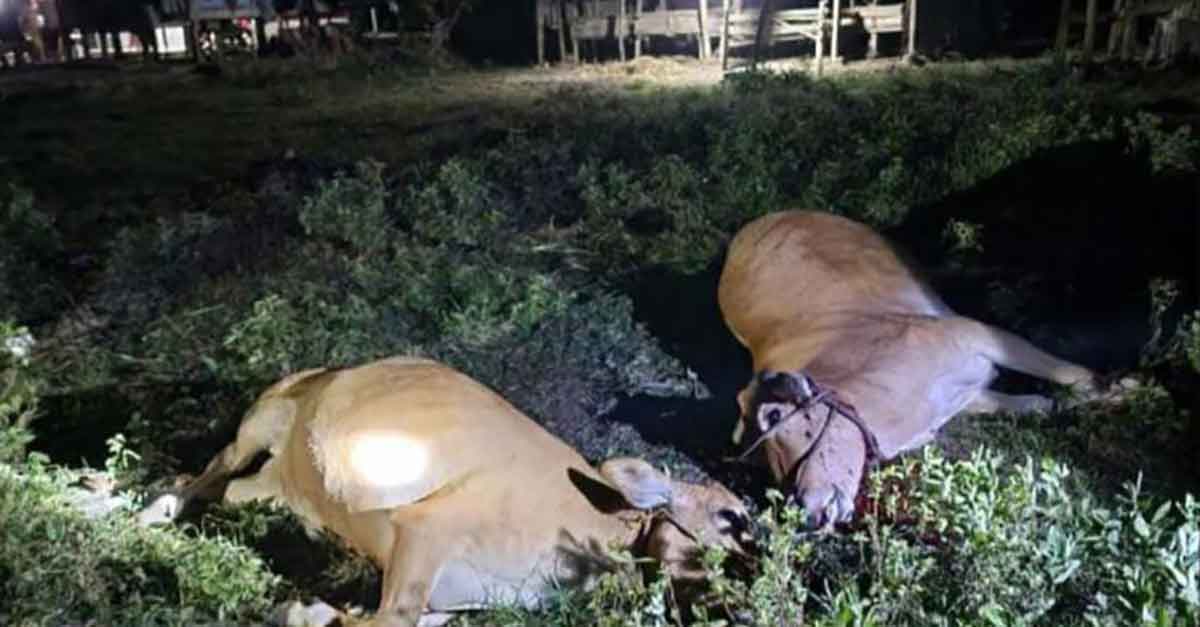 Sejumlah sapi yang ditemukan mati secara mendadak di Bangkalan.