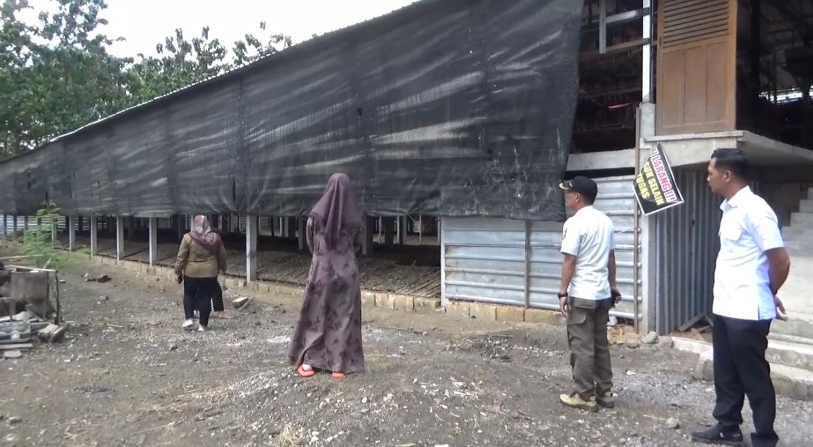 Lokasi peternakan ayam petelur di Rejomulyo Ngawi