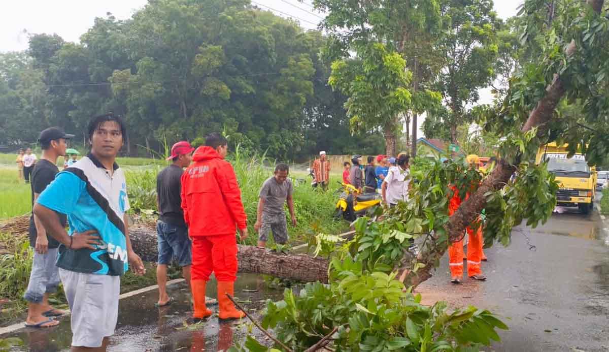 Petugas saat mengevakuasi pohon tumbang.