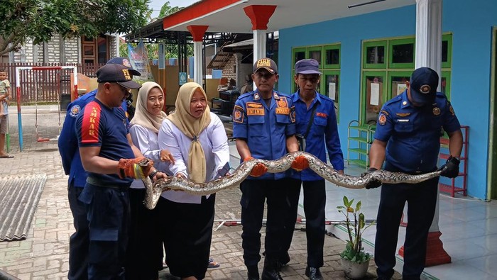 Salah satu ular piton yang dievakuasi Damkar Bangkalan dari atas plafon TK