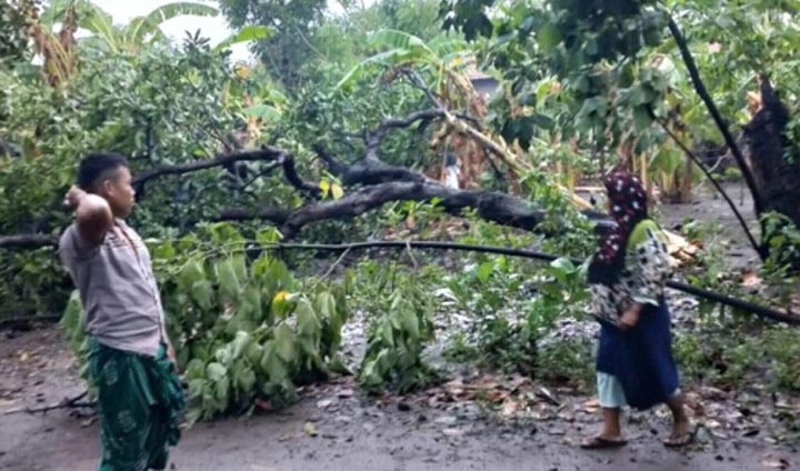 Puting beliung yang menerjang wilayah Krenjengan juga menumbangkan sejumlah pohon.