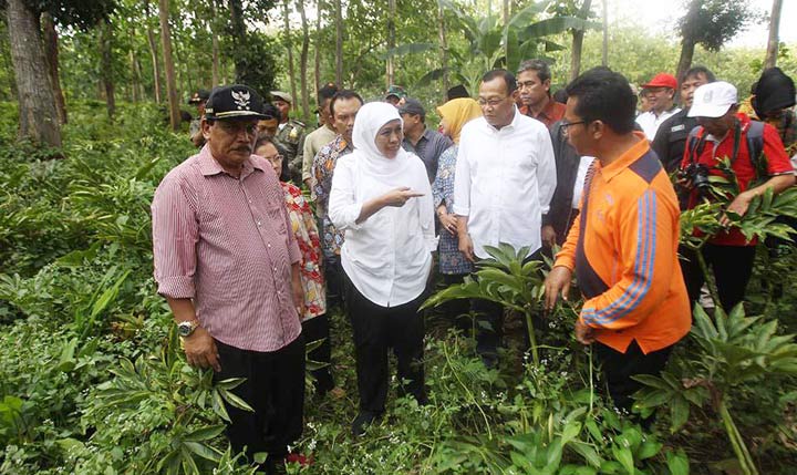 Gubernur Jatim, Khofifah Indar Parawansa saat meninjau hutan tempat budidaya tanaman umbi porang di Kabupaten Nganjuk. foto: ist