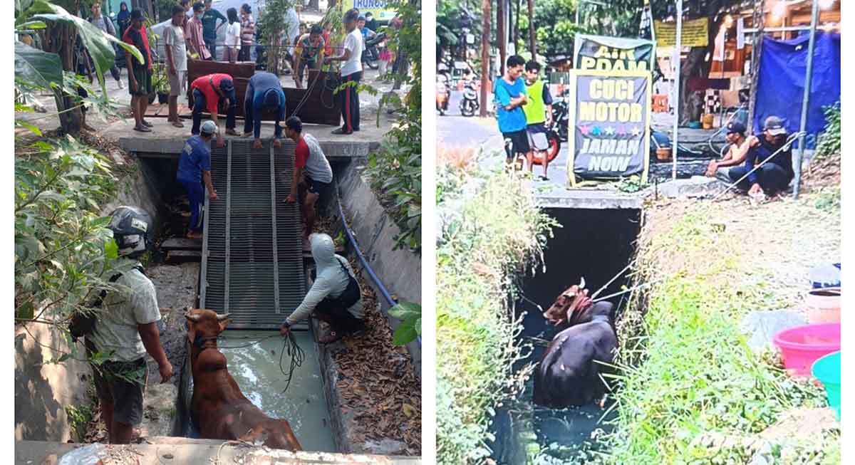 Petugas dan warga saat menyelamatkan sapi yang tercebur ke kali.