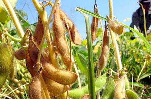 Rendahnya harga kedelai menyebabkan petani enggan menanamnya. foto: ANTARA