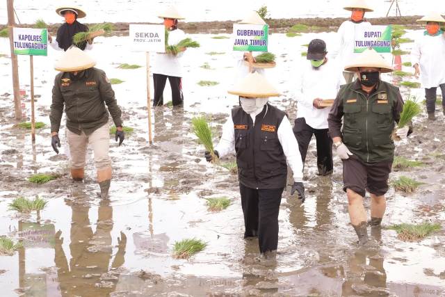 Gubernur Jawa Timur Khofifah Indar Parawansa secara simbolik melakukan Gerakan Percepatan Tanam Padi pada musim kemarau guna mewujudkan ketahanan pangan di Desa Bangunjaya, Kecamatan Pakel, Kabupten Tulungagung, Minggu (7/6). foto: IST/ BANGSAONLINE.COM