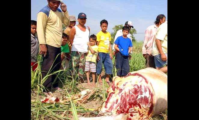 Bangkai sapi yang ditinggalkan pencuri usai dijagal. foto: surabayapost