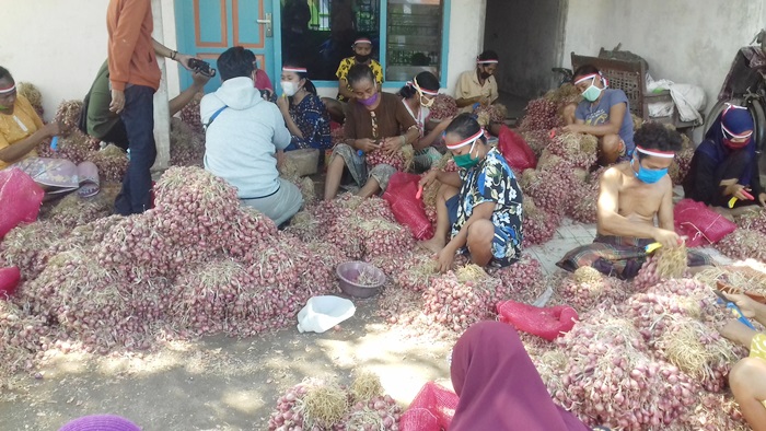 Para pembersih bawang merah sedang sibuk bekerja sambil memakai ikat kepala merah putih. 