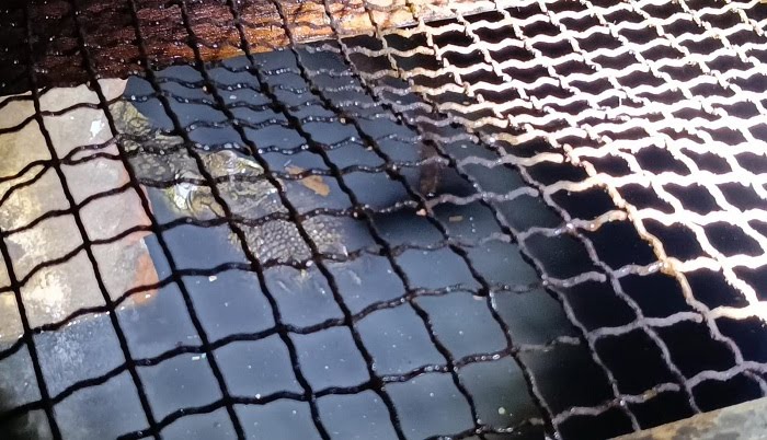 Buaya muara yang dipelihara oleh warga Manyar Surabaya