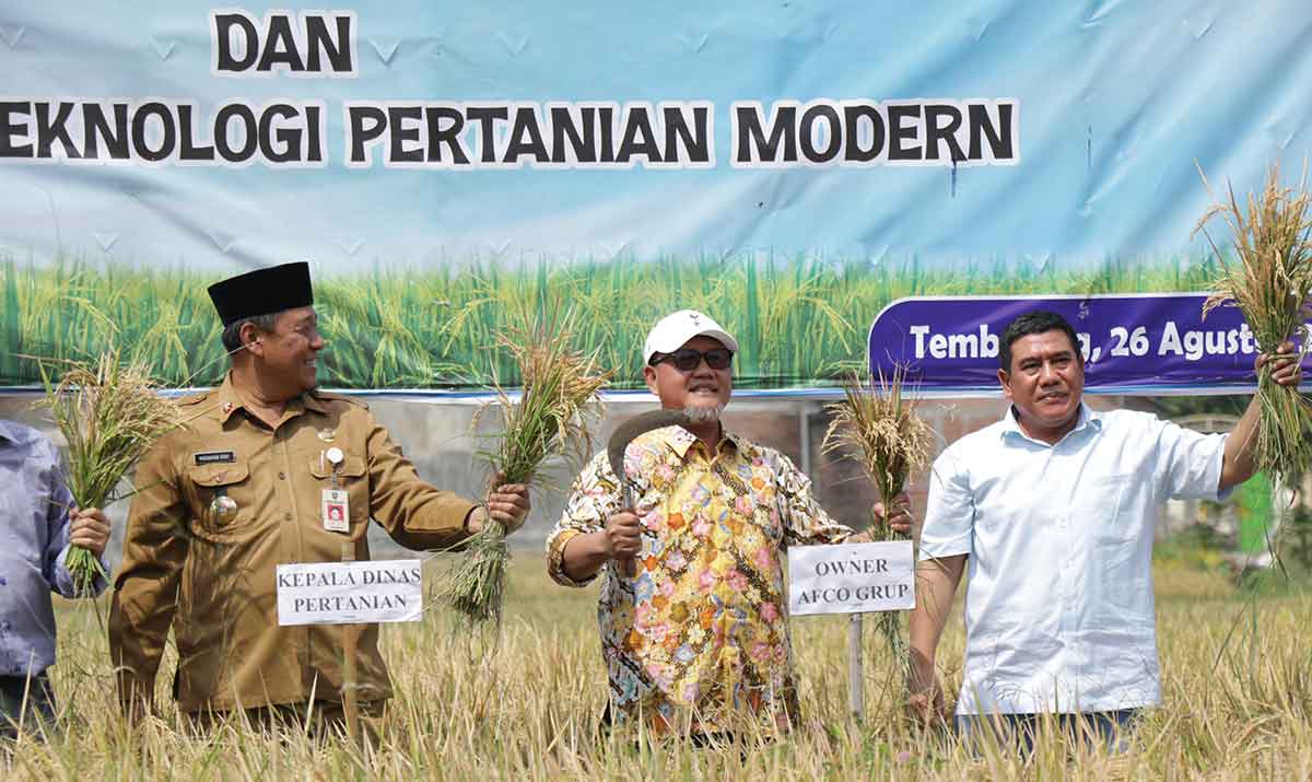 Panen padi di Jombang.