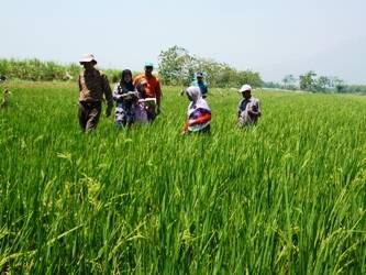 Petani Wangkal saat berpraktik di sawah. Foto:agus hp/BANGSAONLINE