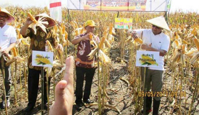 Pemkab Pasuruan Siapkan 263 Ton Bibit Jagung Gratis