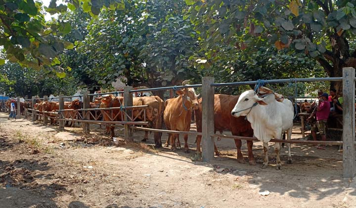 Suasana di Pasar Hewan Dimoro Kota Blitar tampak lengang.