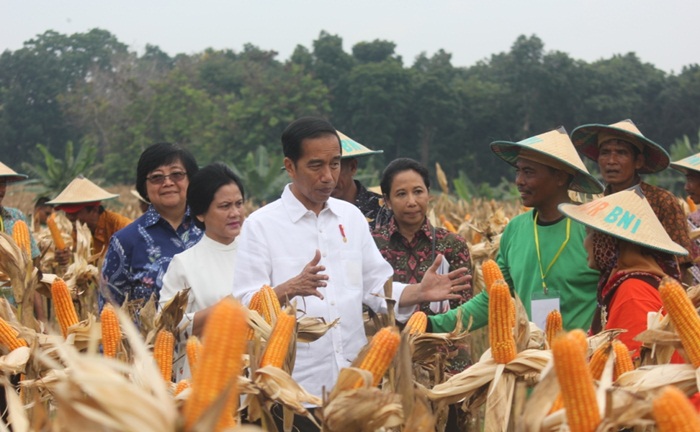 Presiden RI Joko Widodo memanen jagung di Lahan Hutan Desa Ngimbang, Kecamatan Palang, Kabupaten Tuban