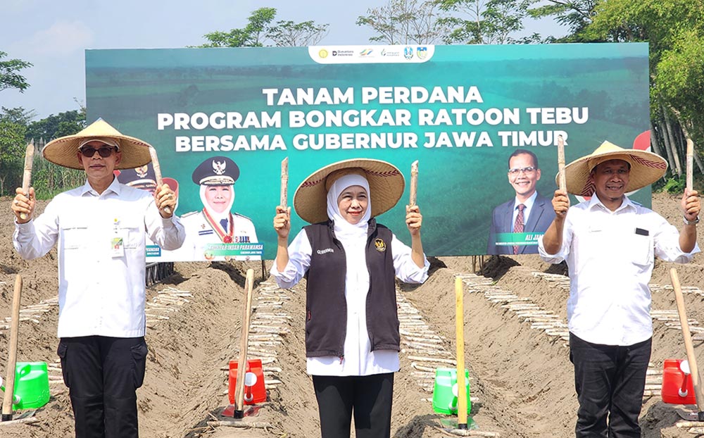Genjot Produktivitas Tebu, Khofifah Pimpin Tanam Perdana Bongkar Ratoon di Kediri
