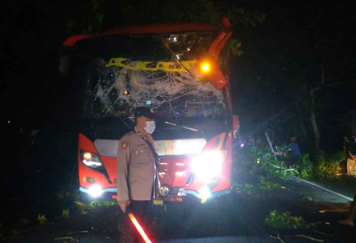Bus Akas tertimpa pohon tumbang di Jalan Raya Trasakan Pamekasan, Kamis (17/11/2022) sore.