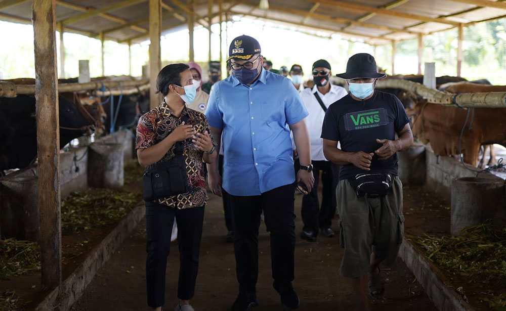 Bupati Kediri Hanindito Himawan Pramono saat meninjau kandang komunal korporasi sapi di Desa Tales, Kecamatan Ngadiluwih, Rabu (5/1) kemarin. foto: ist.