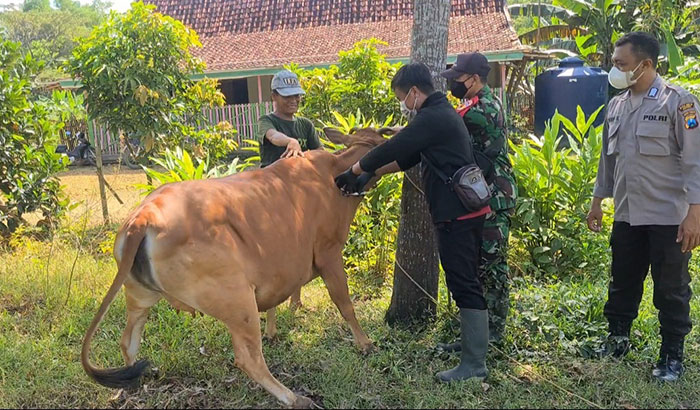 Petugas vaksinator saat menyuntikkan vaksin PMK ke sapi tanpa menggunakan APD. Foto: MUTAMMIM/BANGSAONLINE
